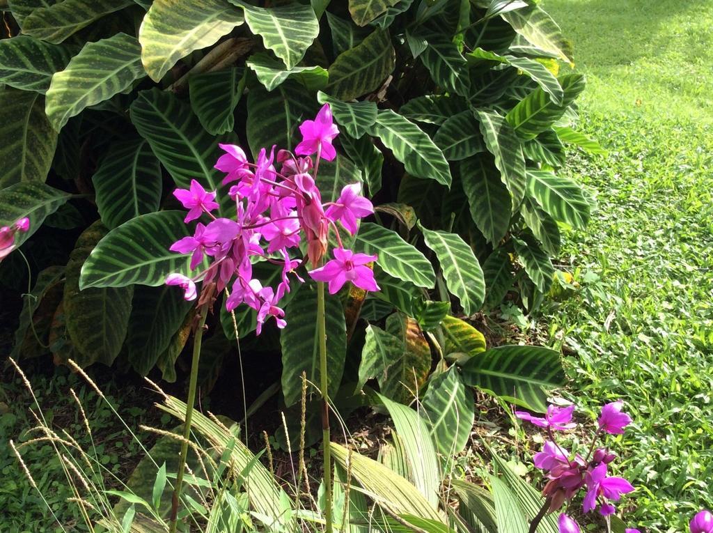 Cabinas Los Guayabos Hotel La Fortuna Eksteriør billede